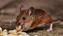 24 Hour & Emergency Exterminators in Swett, SD